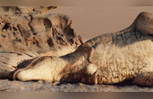 ô˯𴲣